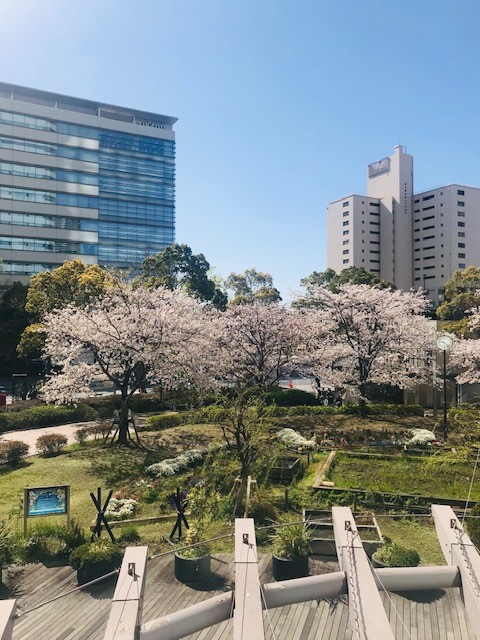 勝どきの桜は今が満開です♪