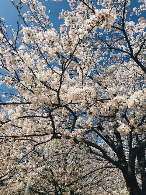 勝どきの桜は今が満開です♪