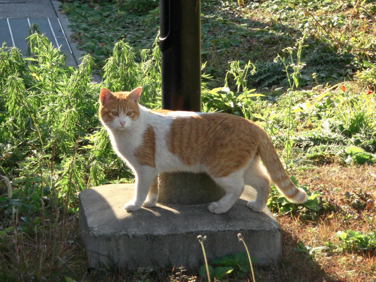 [Blog] MASAO 手下を紹介する。