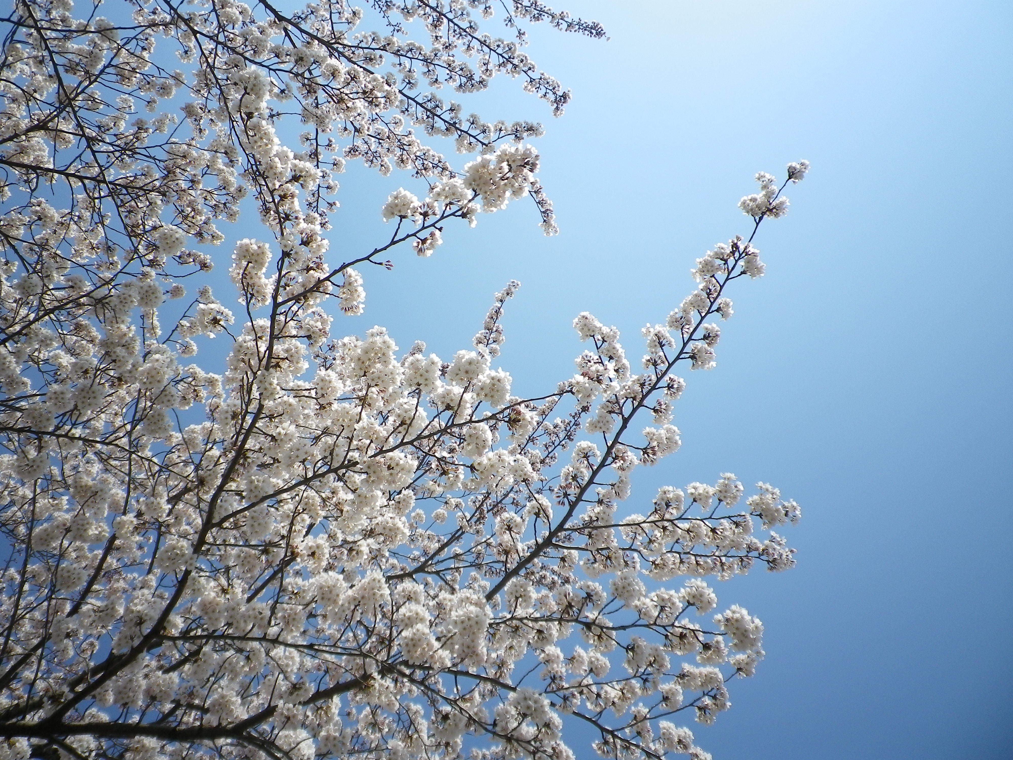 お花見満喫☆
