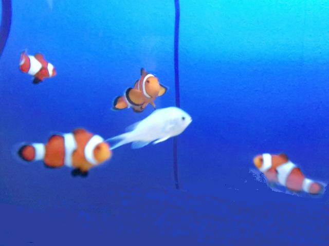新入りです。