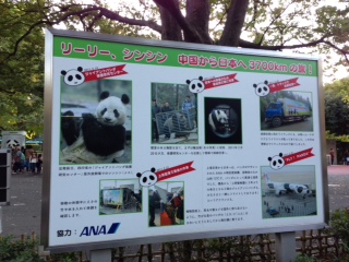 本物のパンダを見てきました。