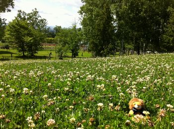 ライオンくんの旅