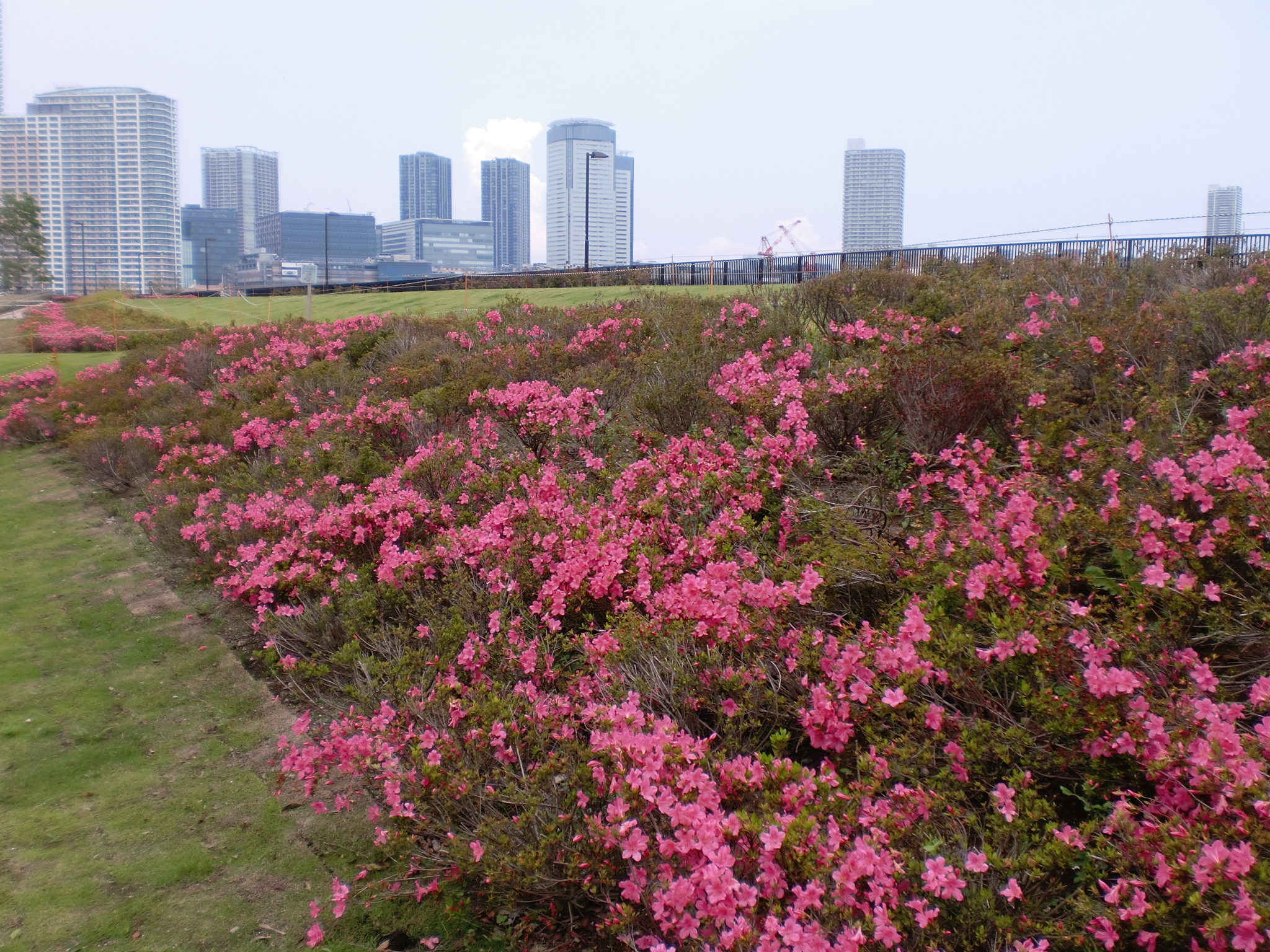 【ブラタケト】晴海臨海公園